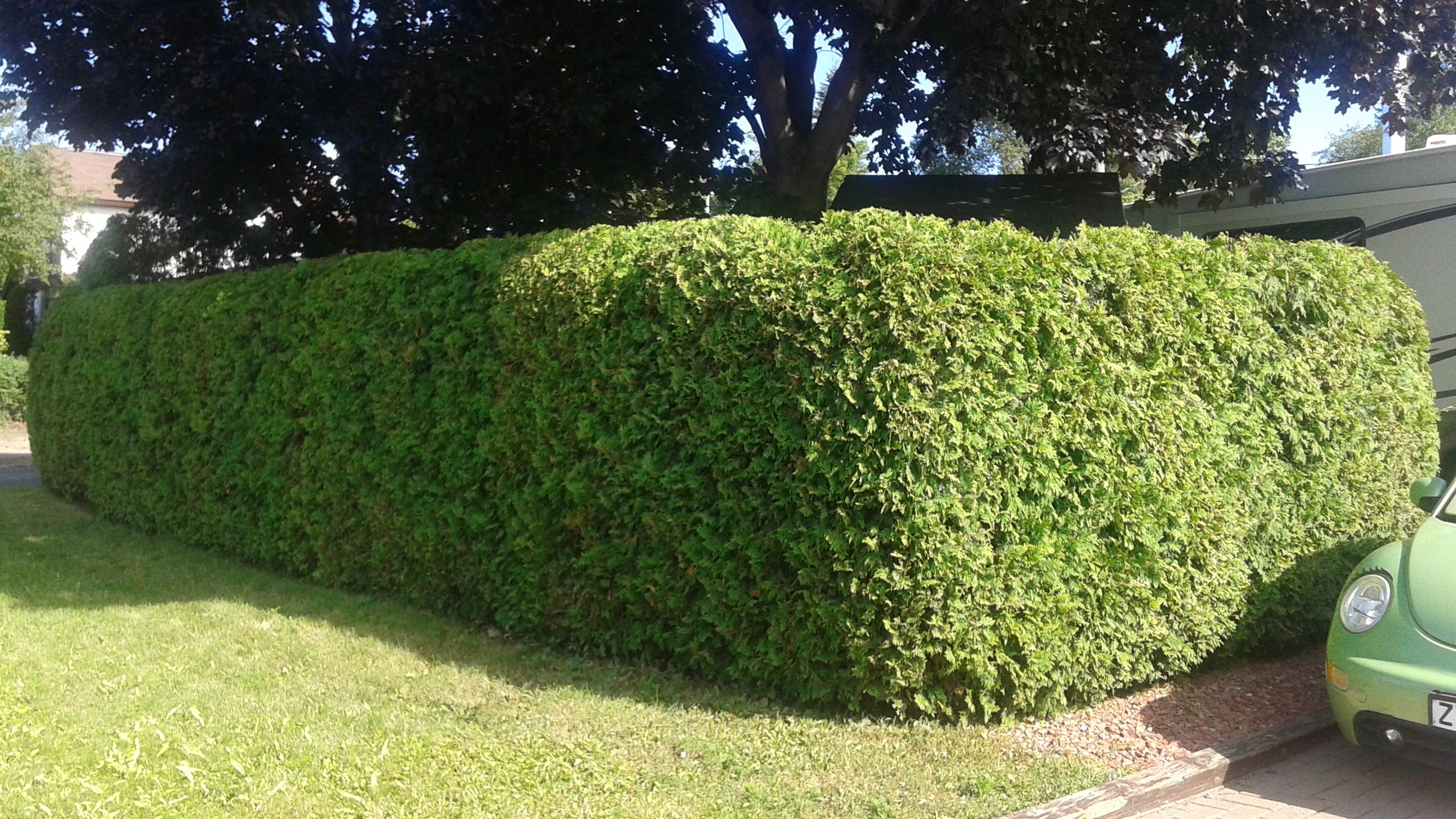 Taille de haie 