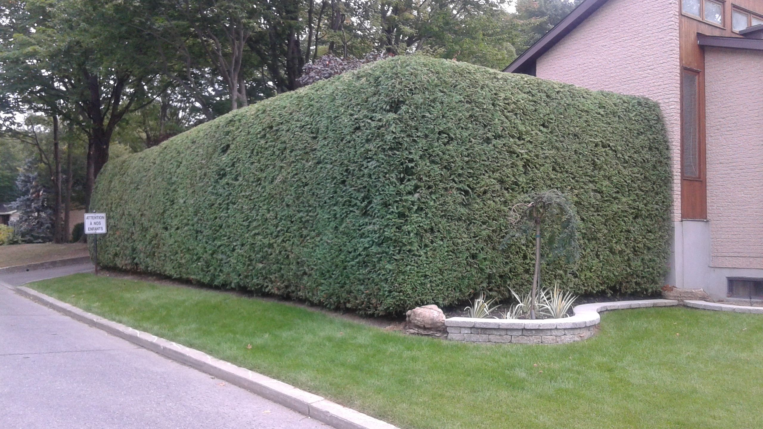 Taille de haie 