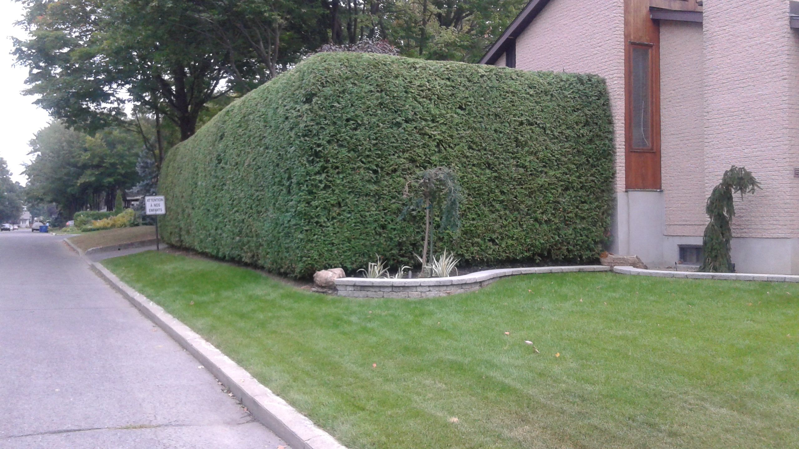 Taille de haie 